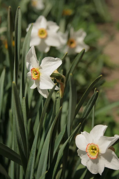 Vit blomma narciss — Stockfoto