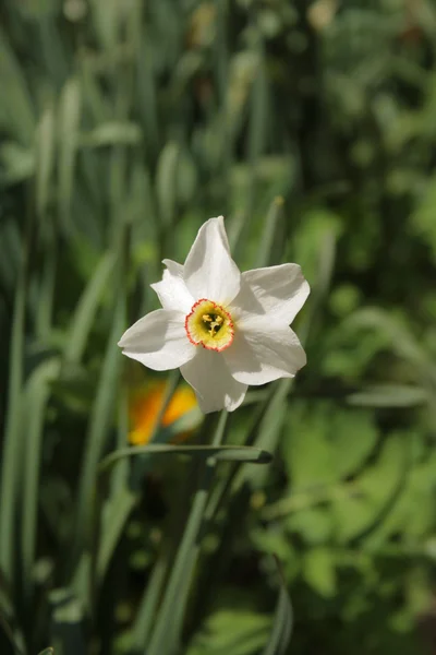 Beyaz çiçek narciss — Stok fotoğraf