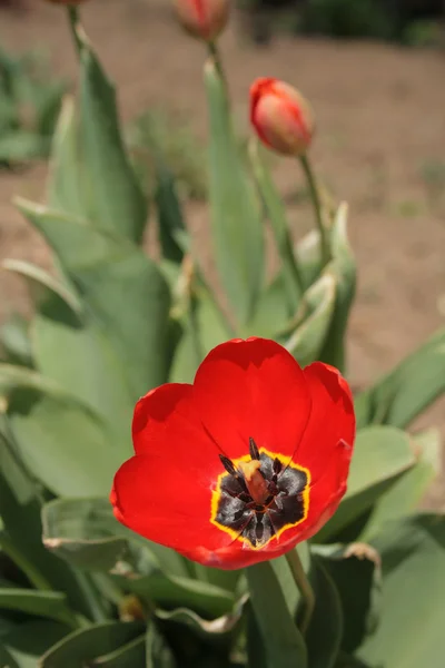 Tulipano di fiore rosso — Foto Stock