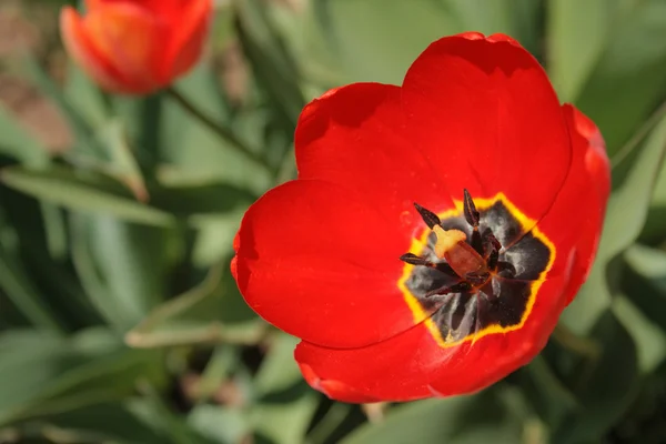 红色花卉郁金香 — 图库照片