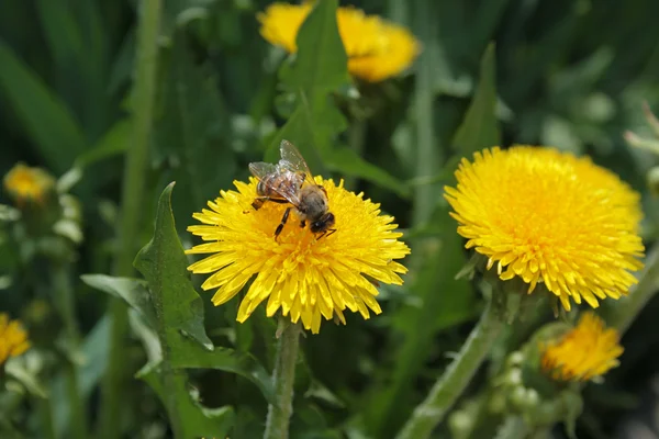 Bee on the dandelion — Stock Photo, Image