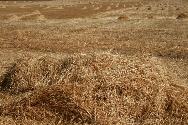 Field after the harvest — Stock Photo, Image