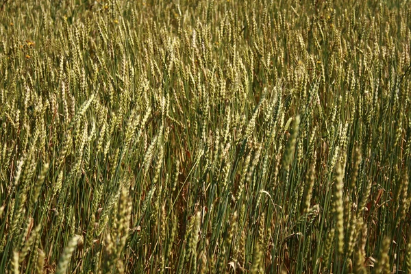 Pšenice hroty — Stock fotografie