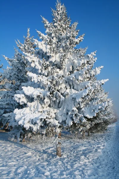 大雪覆盖的杉木树 — 图库照片