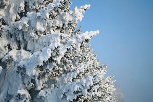 Fragmento de abeto cubierto de nieve — Foto de Stock