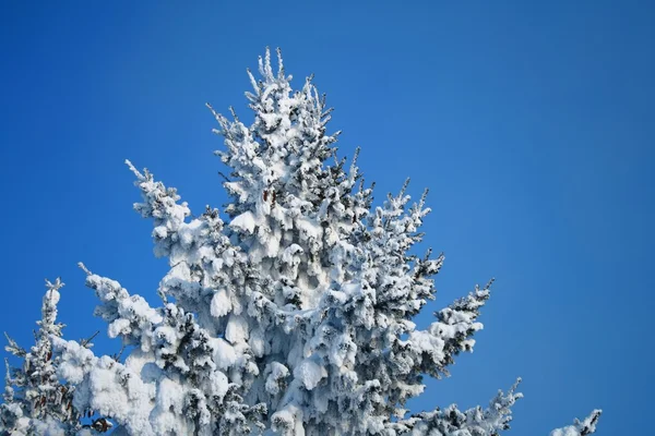Karla kaplı göknar ağacı parçası — Stok fotoğraf