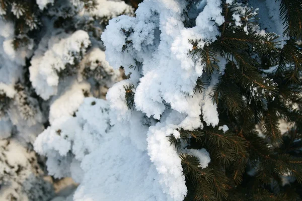Snow-covered fir branch — Stock Photo, Image