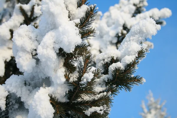 Met sneeuw bedekte dennenboom — Stockfoto