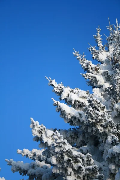 Karla kaplı göknar ağacı parçası — Stok fotoğraf