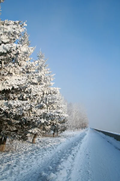 大雪覆盖的路径 — 图库照片