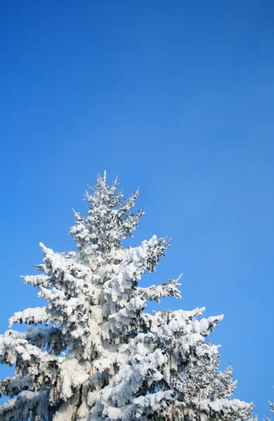 Fragment av snötäckta fir tree — Stockfoto