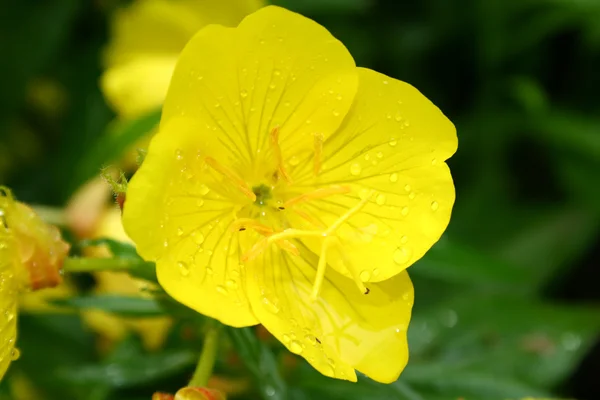 stock image Yellow flower