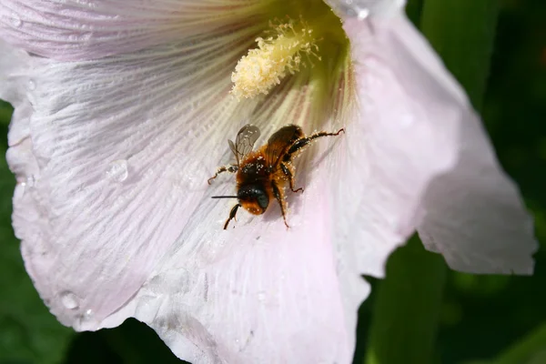 Çiçekteki arı — Stok fotoğraf