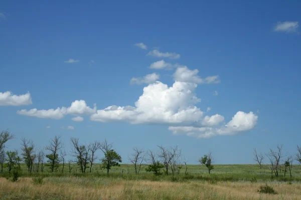 Cespugli e cielo nuvoloso Foto Stock