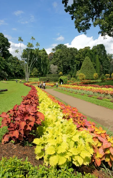 Giardino botanico Peradeniya. Sri Lanka . — Foto Stock