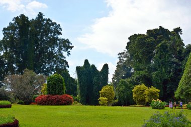 Peradeniya Botanical Gardens. Sri Lanka. clipart