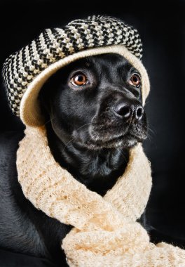 sevimli köpek vintage bir şapka