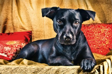 A labrador mix posing clipart