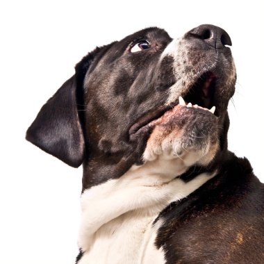 Closeup of a cute cane corso dog barking clipart