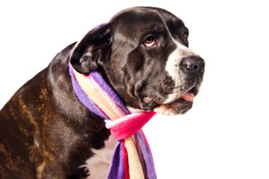 Sad looking cane corso dog clipart