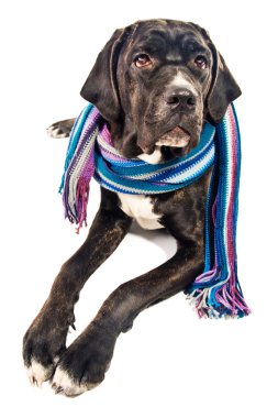 Cute cane corso dog wearing a shawl clipart