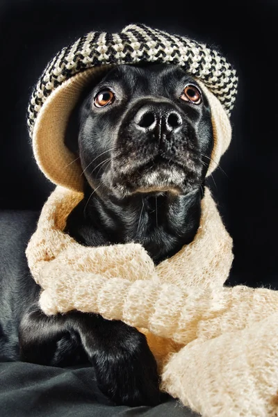 Lindo perro vistiendo un sombrero vintage —  Fotos de Stock