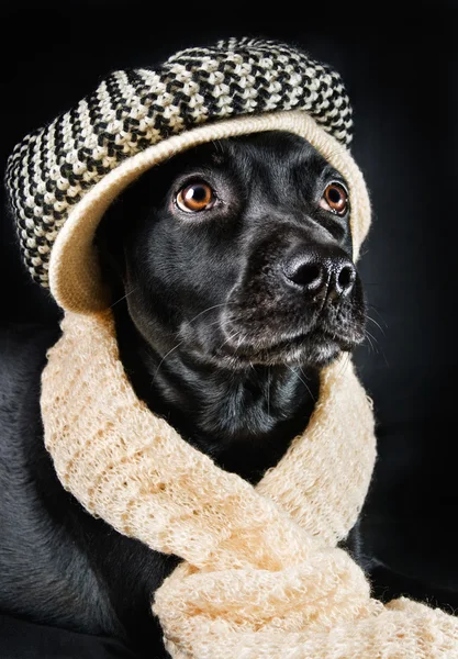Cute mutt wearing a vintage hat — Stock Photo, Image