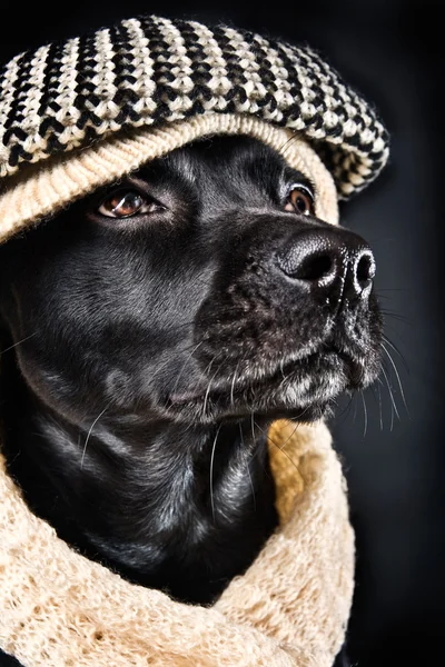 Anjing kampung yang lucu memakai topi antik. — Stok Foto