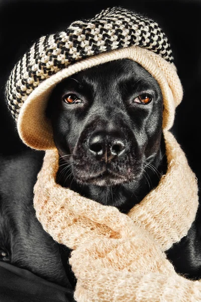Cute mutt wearing a vintage hat — Stock Photo, Image
