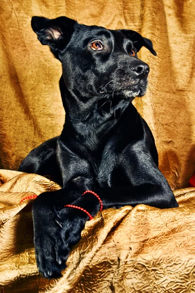 A labrador mix posing — Stock Photo, Image