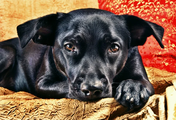 Ein Labrador-Mischling posiert — Stockfoto