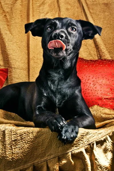 A labrador mix posing — Stock Photo, Image