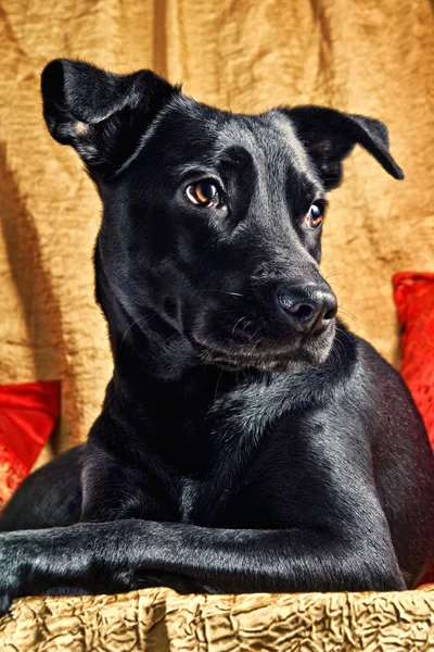 Labrador poz mix — Stok fotoğraf
