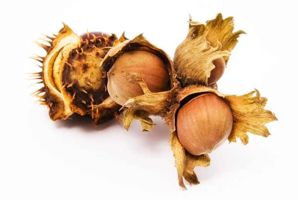 A chestnut and a hazelnut — Stock Photo, Image