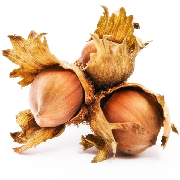 stock image Closeup of a hazelnut