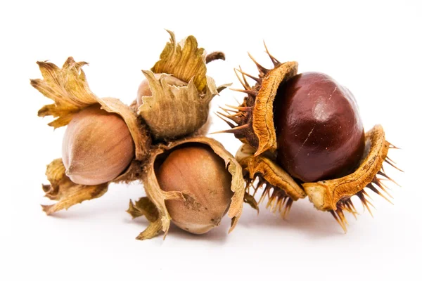 A chestnut and a hazelnut — Stock Photo, Image