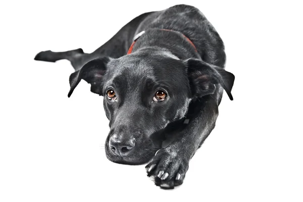Beyaz izole bir Siyah labrador mix — Stok fotoğraf