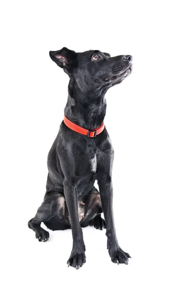 Een zwarte labrador mix geïsoleerd op een witte — Stockfoto