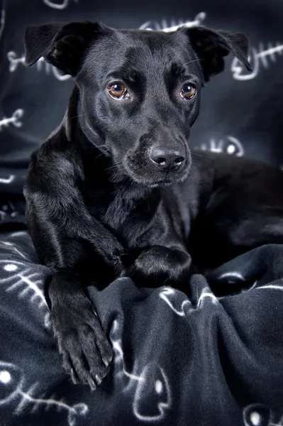 Błyszczący czarny labrador mix psa — Zdjęcie stockowe