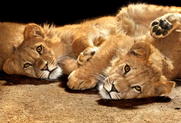 Zwei faule junge Löwen — Stockfoto