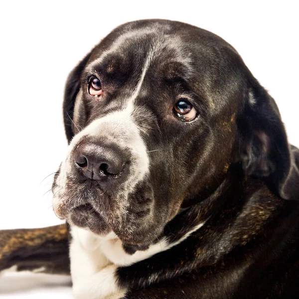Närbild av en söt cane corso hund — Stockfoto