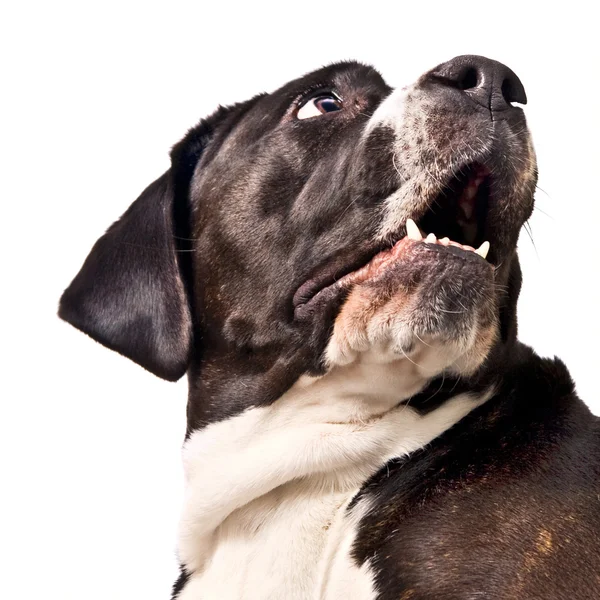Крупный план милой тростниковой корсо-собаки лающей — стоковое фото