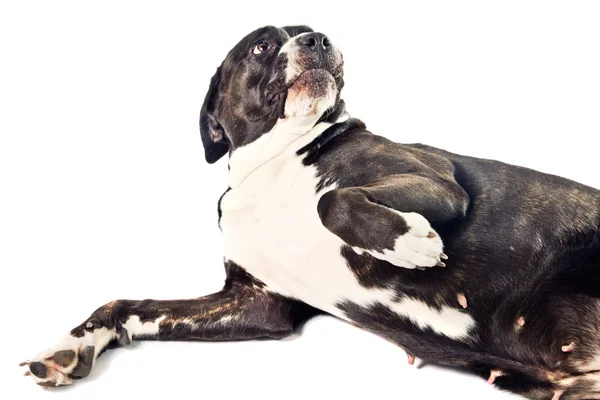 Söt cane corso hund liggande på marken — Stockfoto