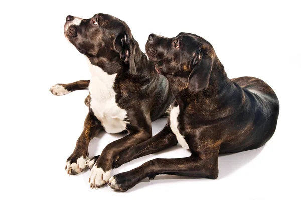 Twee schattige cane corso honden — Stockfoto