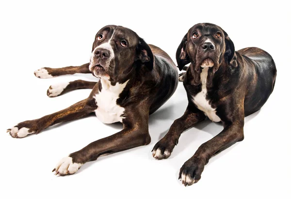 Due simpatici cani corso canna — Foto Stock