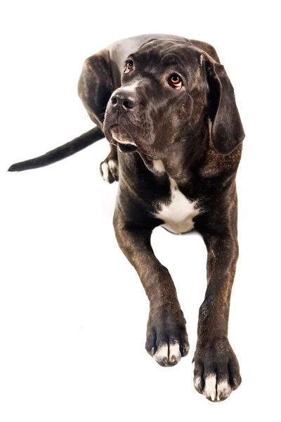 Söt cane corso hund tittar upp — Stockfoto