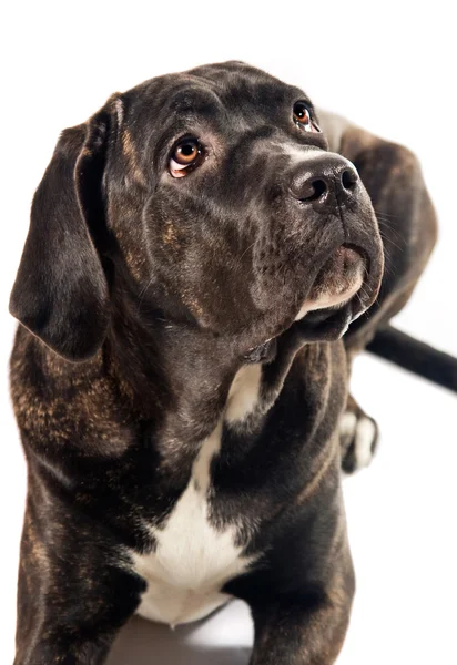Bonito cana corso cão olhando para cima — Fotografia de Stock