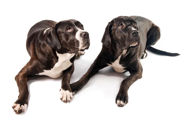 2 つのかわいい杖コルソ犬 — ストック写真