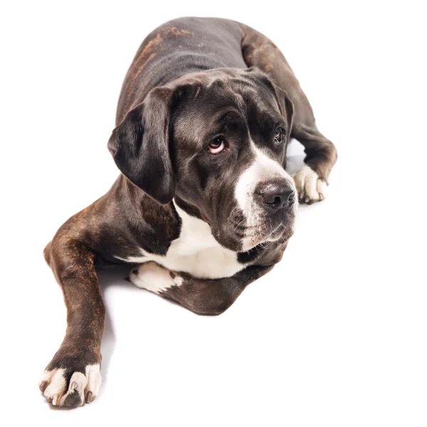 Lindo bastón corso perro acostado en el suelo —  Fotos de Stock