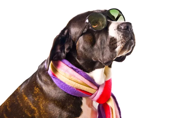 かわいい杖コルソ犬 — ストック写真